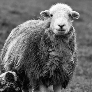 Helping the Herdwick