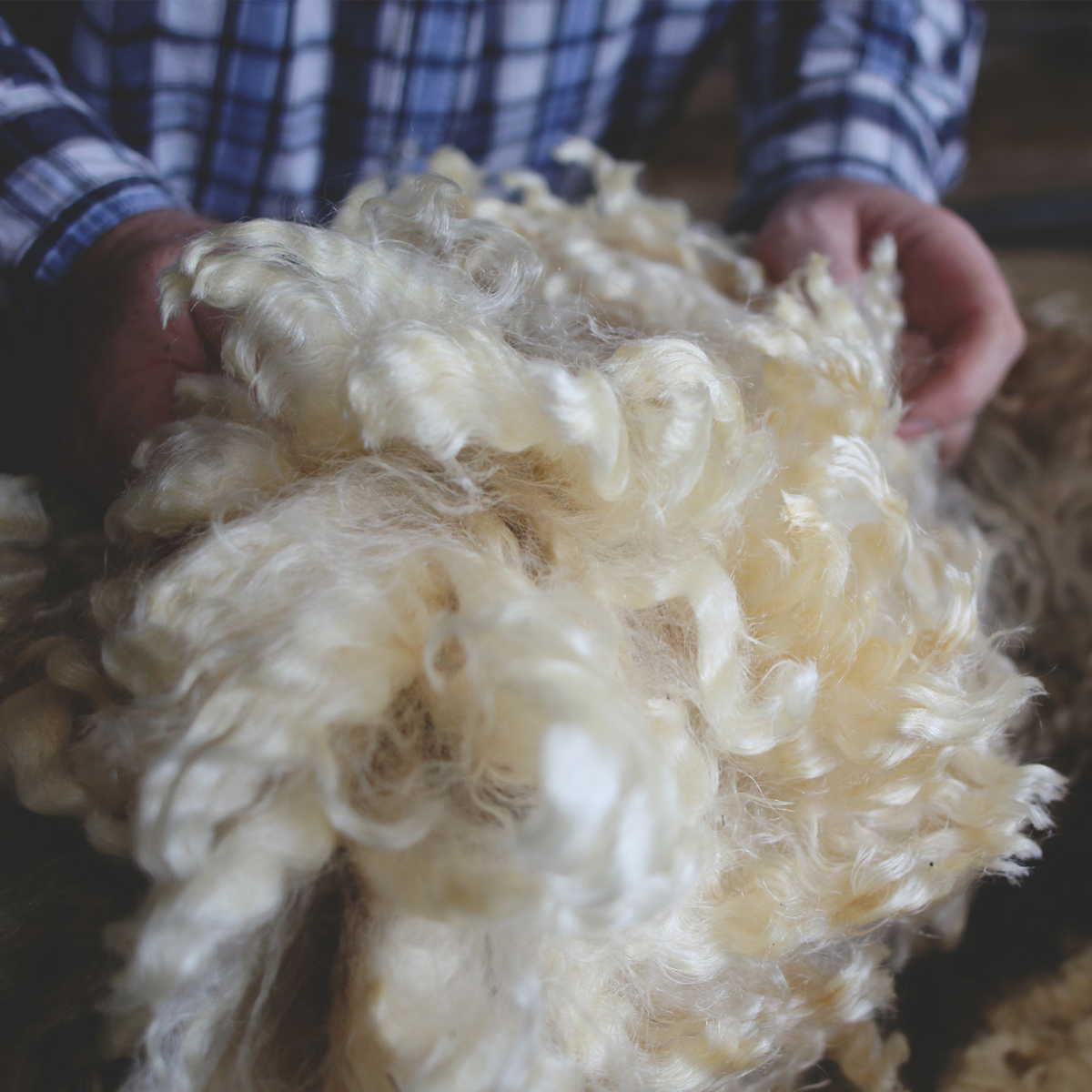 A Cumbrian farmer holding some pure white sheeps wool